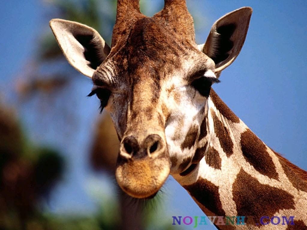 Daniyal's Profile Picture In GameUP
