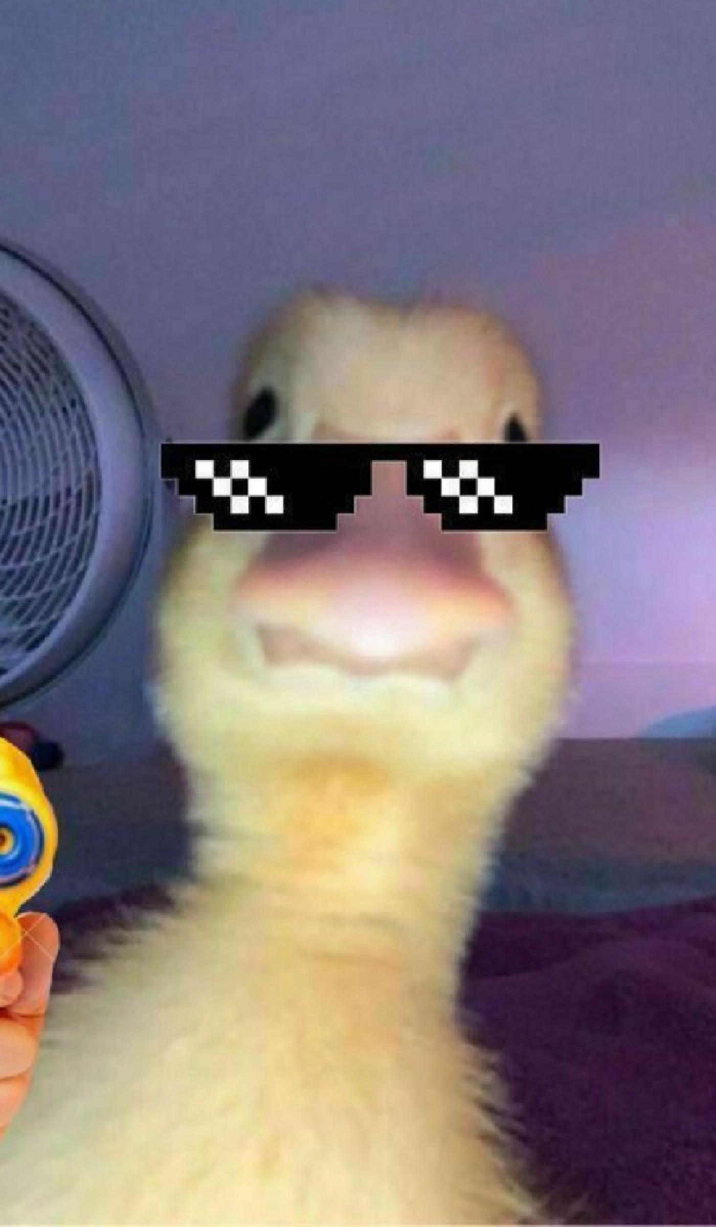 koohyar_1389's Profile Picture In GameUP